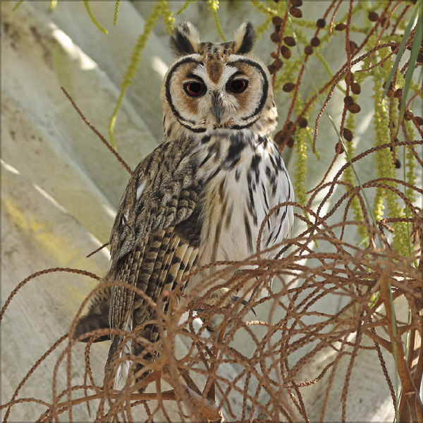 Eulen 2027, Innenansicht #3