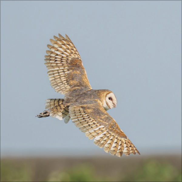 Eulen 2027, Innenansicht #4