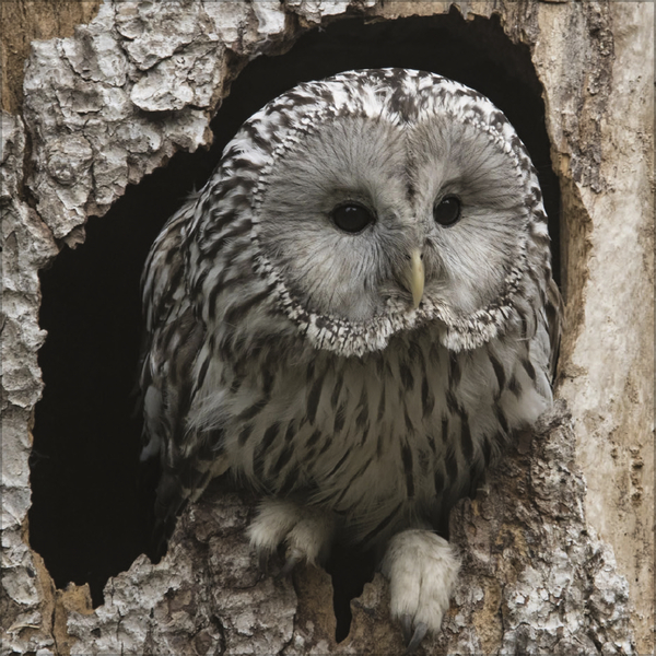 Eulen 2027, Innenansicht #5