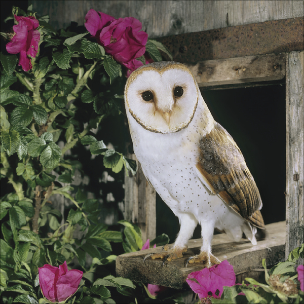 Eulen 2027, Innenansicht #6