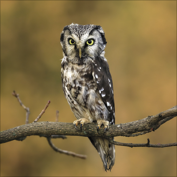 Eulen 2027, Innenansicht #7