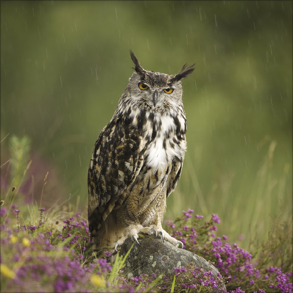 Eulen 2027, Innenansicht #8