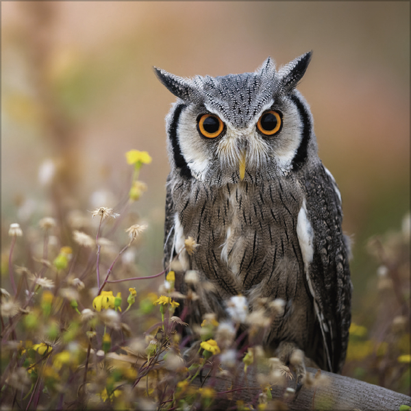 Eulen 2027, Innenansicht #9