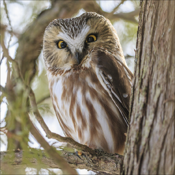 Eulen 2027, Innenansicht #10