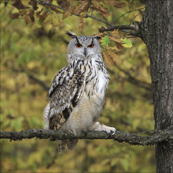 Eulen 2027, Innenansicht #11