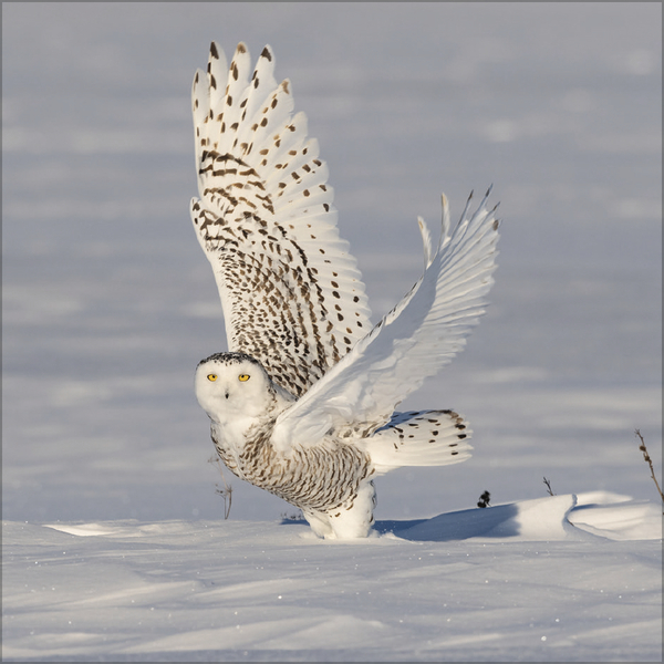 Eulen 2027, Innenansicht #12