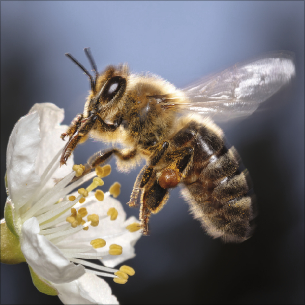 Bienen 2027, Innenansicht #3