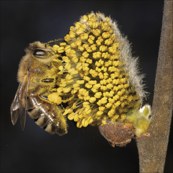 Bienen 2027, Innenansicht #5