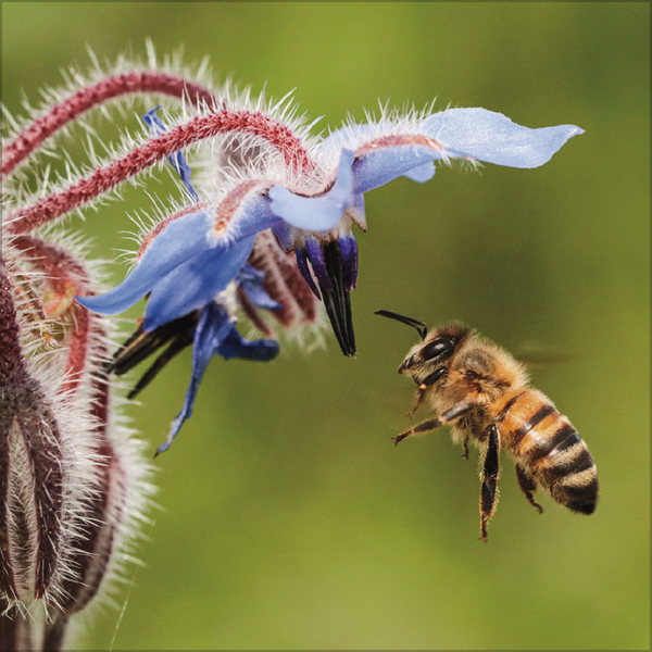 Bienen 2027, Innenansicht #7