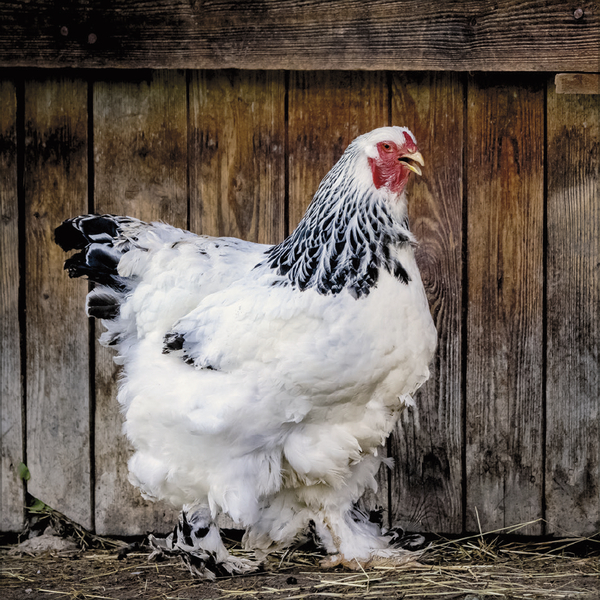 H&uuml;hner 2027, Innenansicht #2