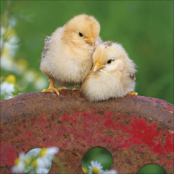 H&uuml;hner 2027, Innenansicht #3