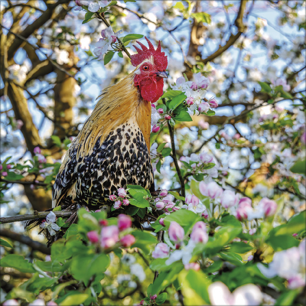 H&uuml;hner 2027, Innenansicht #4