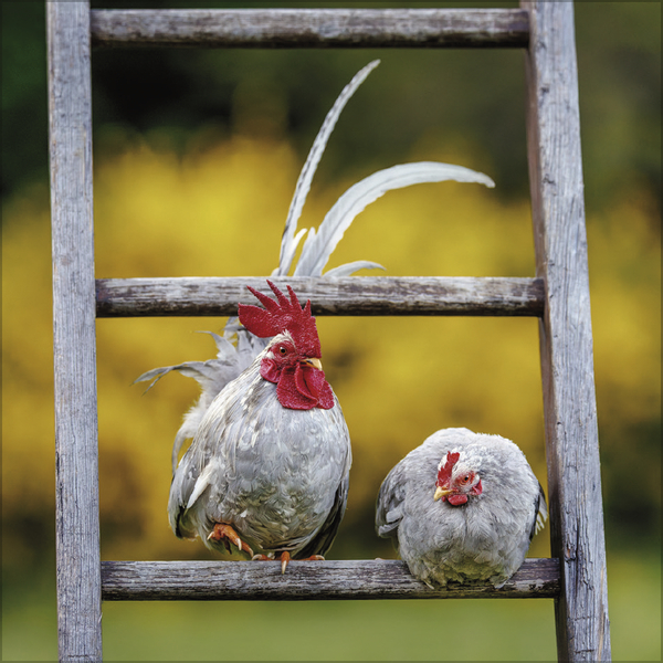 H&uuml;hner 2027, Innenansicht #5