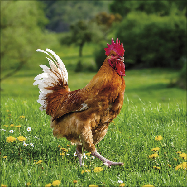 H&uuml;hner 2027, Innenansicht #6