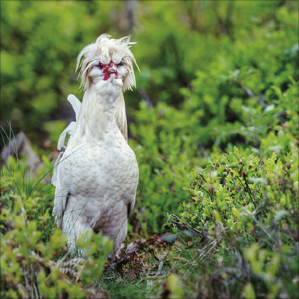 H&uuml;hner 2027, Innenansicht #7