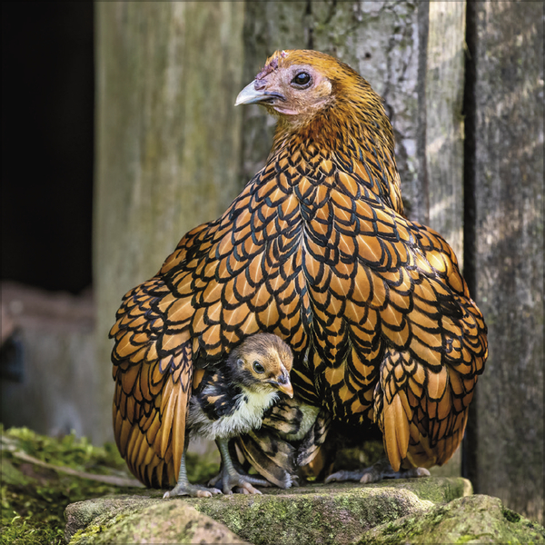 H&uuml;hner 2027, Innenansicht #8