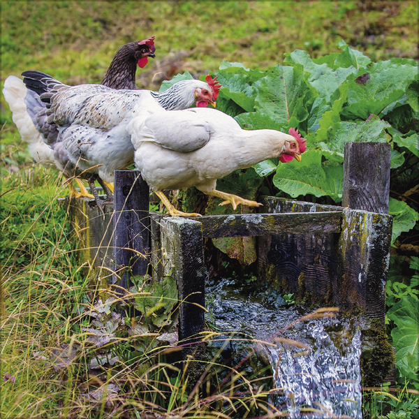 H&uuml;hner 2027, Innenansicht #9