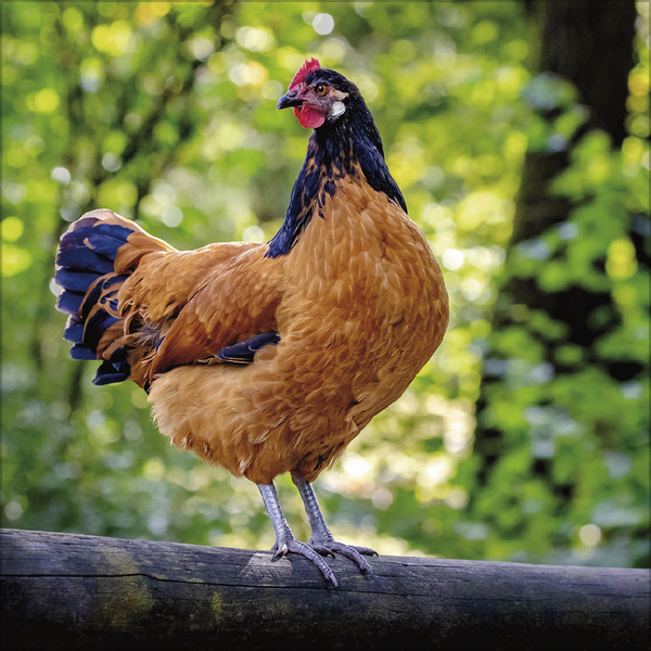 H&uuml;hner 2027, Innenansicht #10