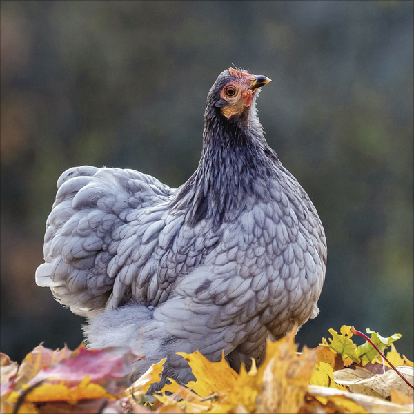 H&uuml;hner 2027, Innenansicht #11