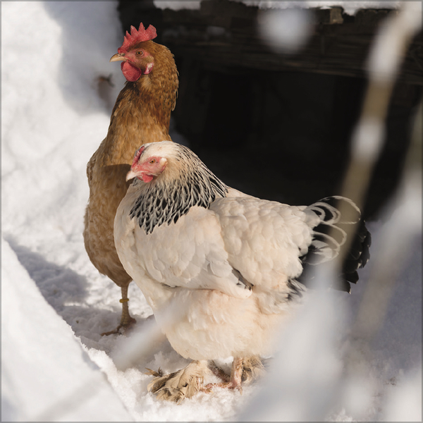 H&uuml;hner 2027, Innenansicht #12