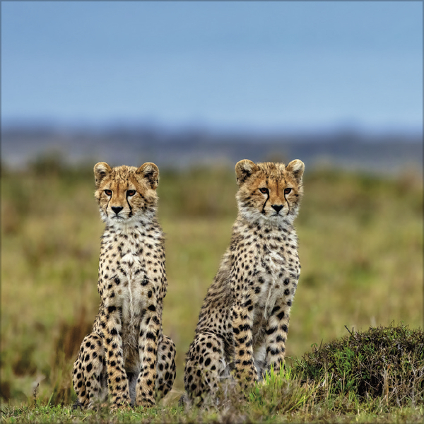 Big Cats 2027, Innenansicht #2