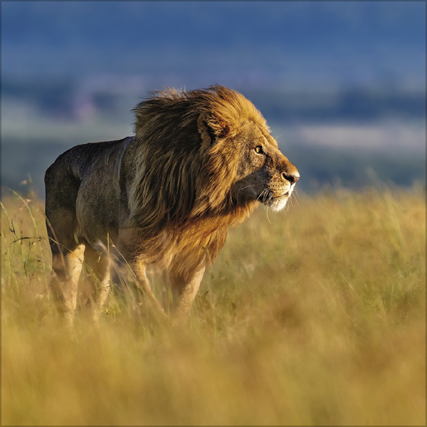 Big Cats 2027, Innenansicht #3