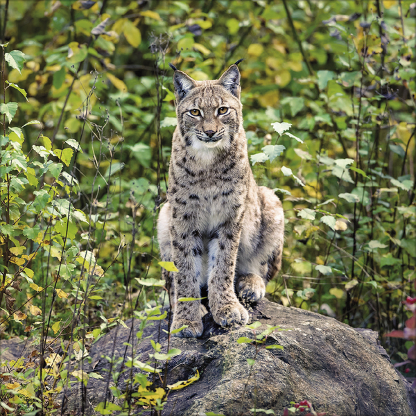 Big Cats 2027, Innenansicht #4