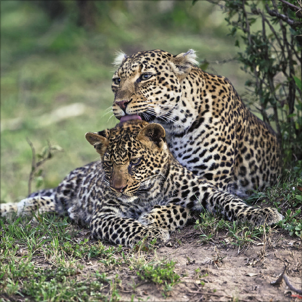 Big Cats 2027, Innenansicht #5