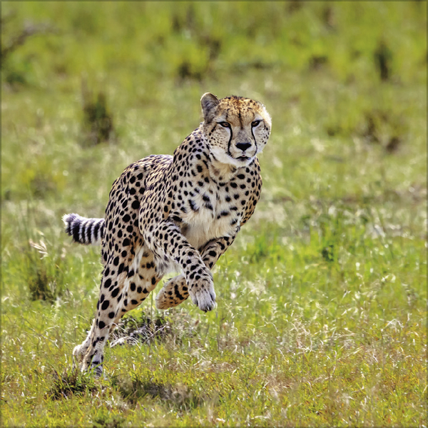 Big Cats 2027, Innenansicht #7