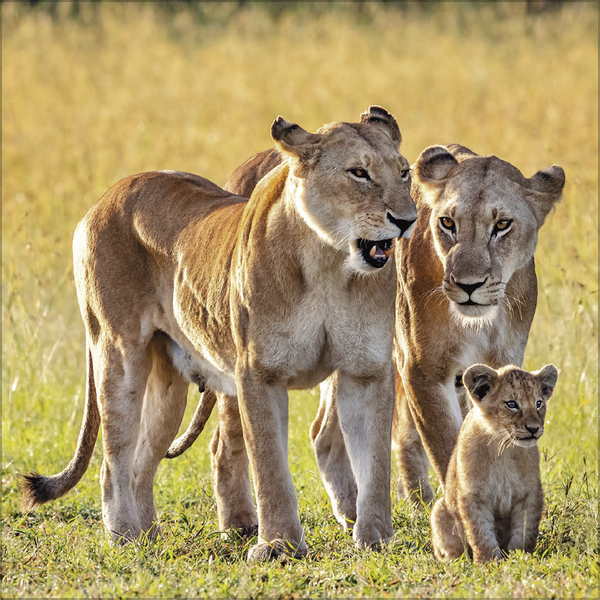 Big Cats 2027, Innenansicht #9