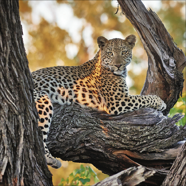 Big Cats 2027, Innenansicht #10