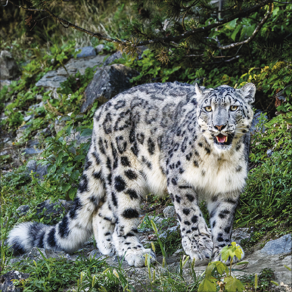 Big Cats 2027, Innenansicht #11