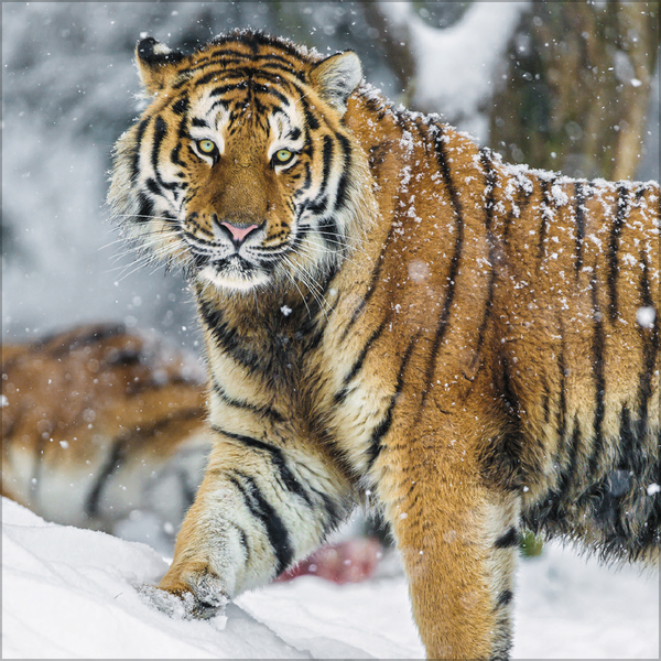 Big Cats 2027, Innenansicht #12