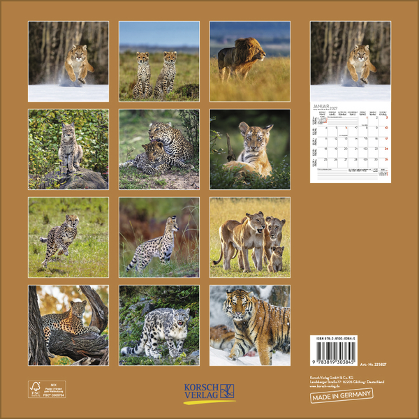 Big Cats 2027, Innenansicht #13