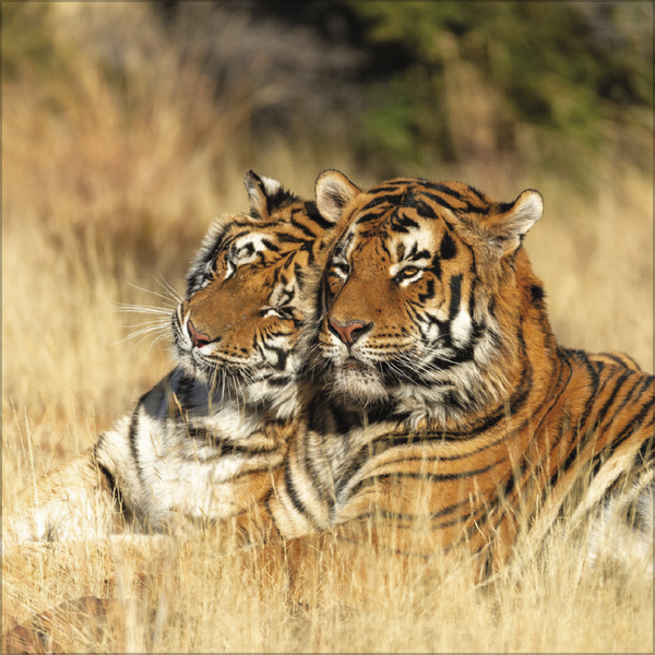 All we need is LOVE 2027, Innenansicht #3