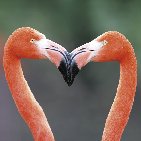 All we need is LOVE 2027, Innenansicht #4