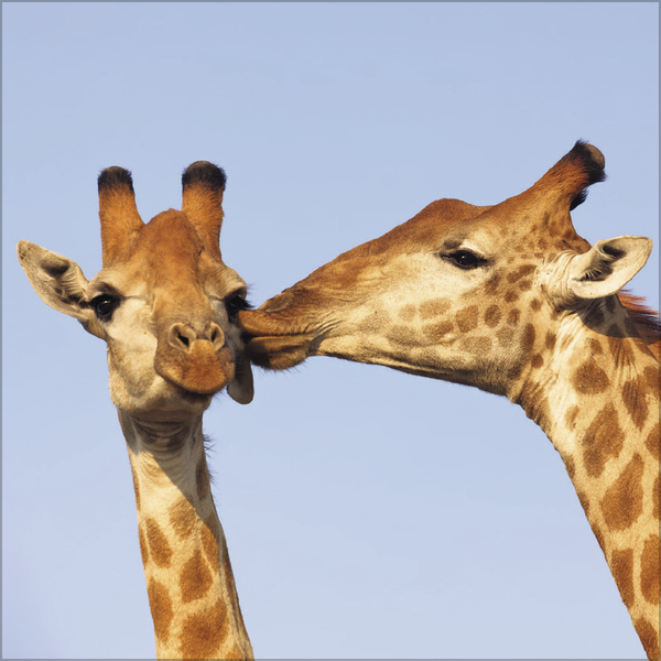 All we need is LOVE 2027, Innenansicht #8