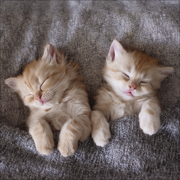 All we need is LOVE 2027, Innenansicht #10