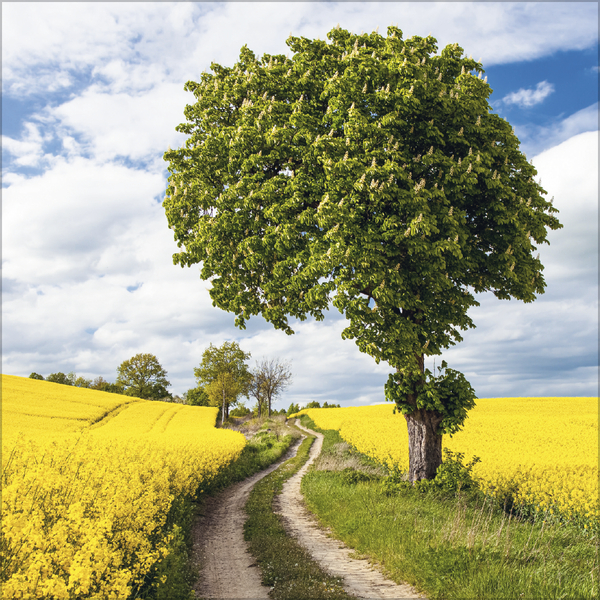 Traumwege 2027, Innenansicht #4