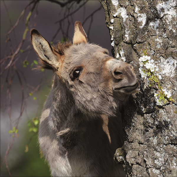 Esel 2027, Innenansicht #2
