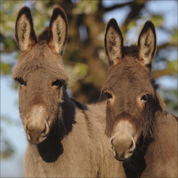 Esel 2027, Innenansicht #3