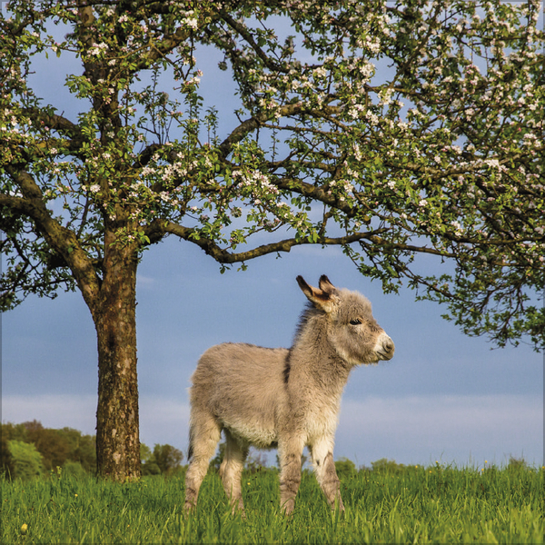 Esel 2027, Innenansicht #4