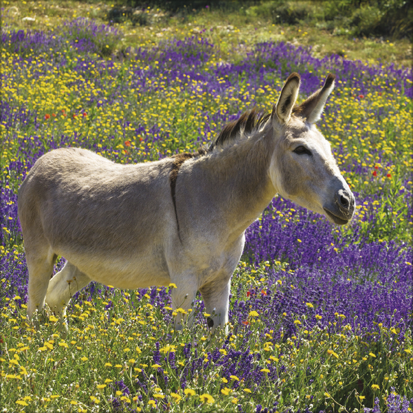 Esel 2027, Innenansicht #5