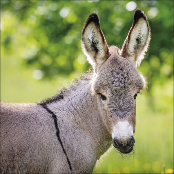 Esel 2027, Innenansicht #6