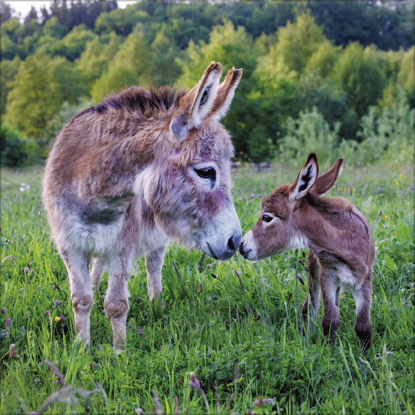 Esel 2027, Innenansicht #7