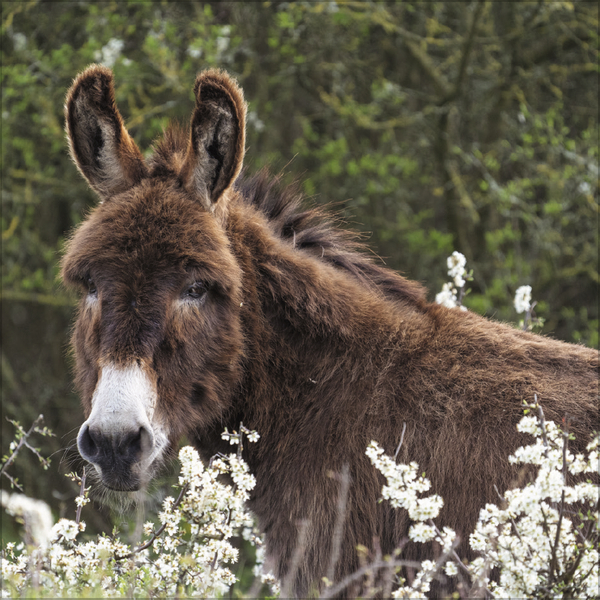 Esel 2027, Innenansicht #8