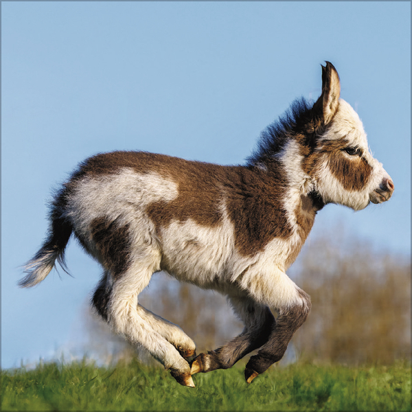 Esel 2027, Innenansicht #9