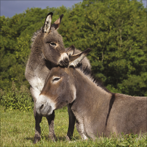 Esel 2027, Innenansicht #10