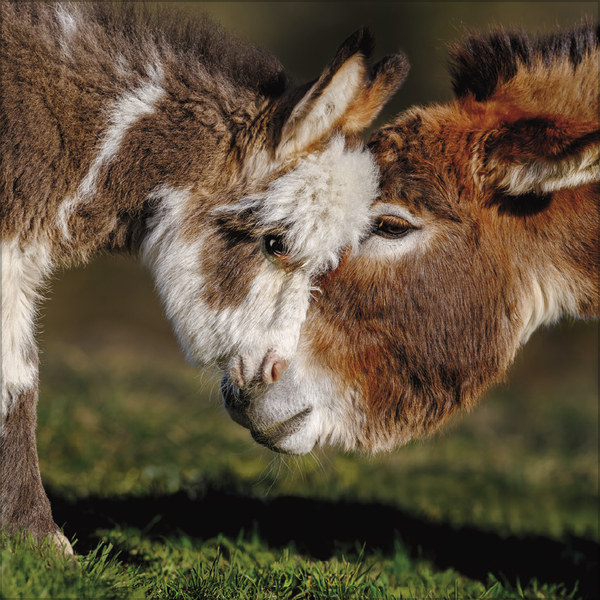 Esel 2027, Innenansicht #11