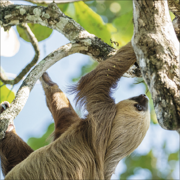 Faultier 2027, Innenansicht #2